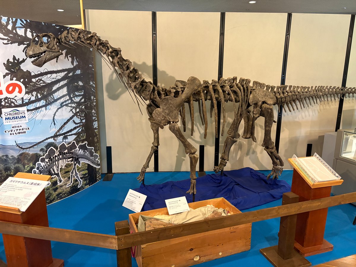 企画展に展示されたカマラサウルスの全身骨格