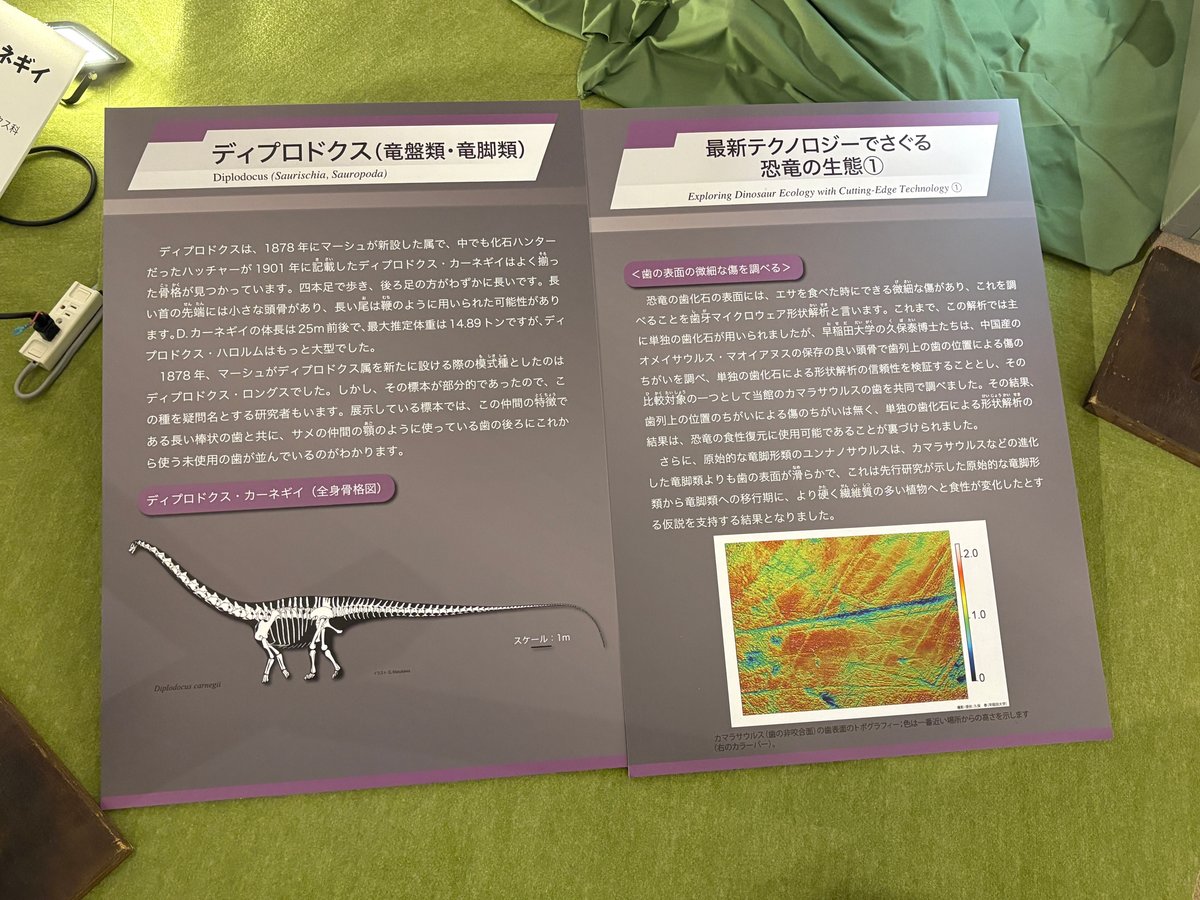 体長25メートル前後と書かれたディプロドクスの説明パネル