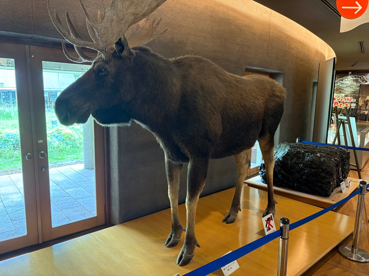群馬県立自然史博物館に展示された大きなヘラジカの剥製