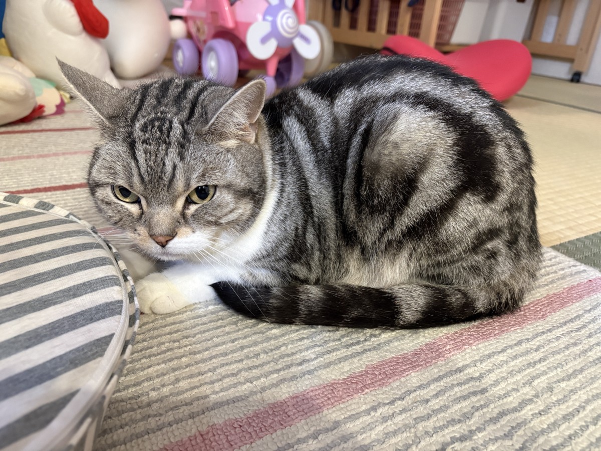 何かを察した猫