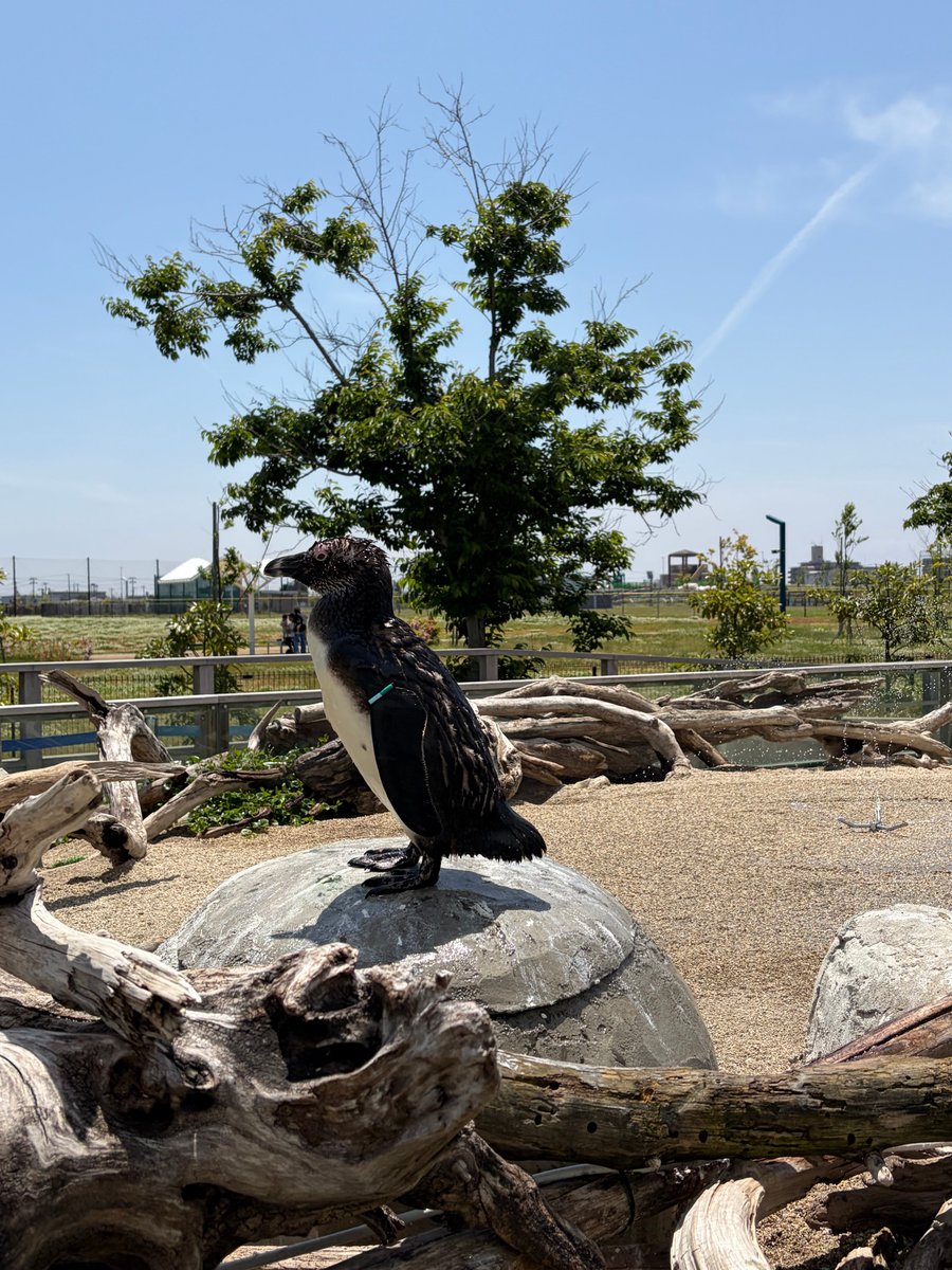 ペンギンの水浴び