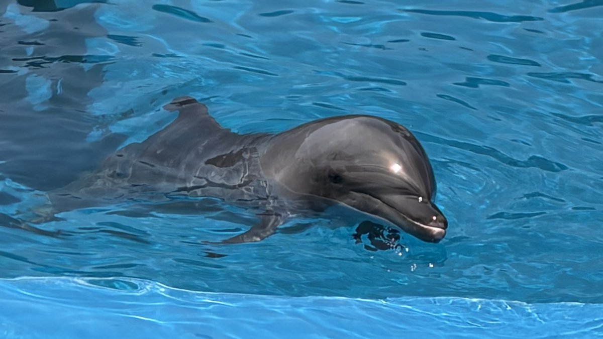 仙台旅行2日目。うみの杜水族館とラプラス公園、帰路の国見SAで買った利休の牛タンが最高だったみたい